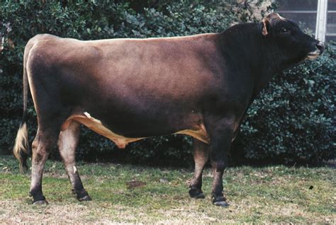 jersey bull