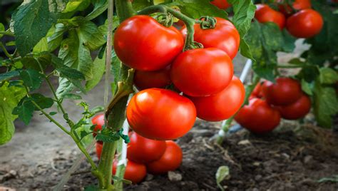 jersey tomatoes