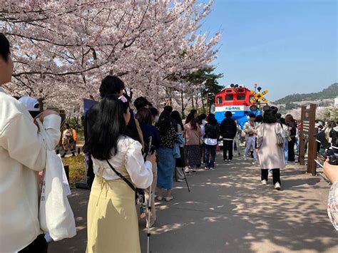 jinhae cherry blossom festival 2020 dates