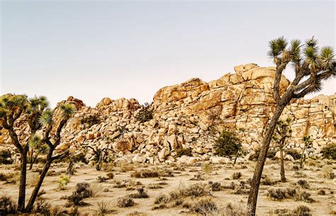 joshua tree the complete guide joshua tree national park PDF