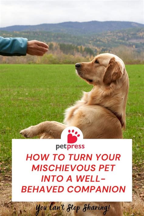 juicyjc: The Ultimate Guide to Transforming Your Dog into a Well-Behaved Companion