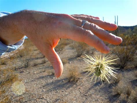 jumping cactus candy