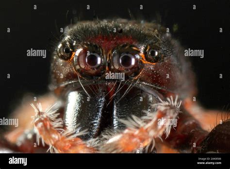 jumping spiders eyes compared to black widow eyes