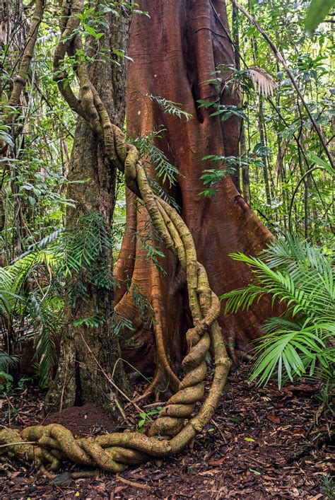 jungle tree