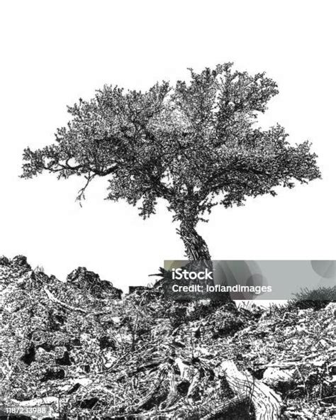 junpier tree stands alone