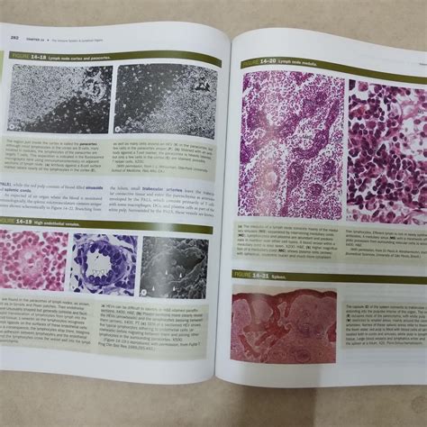 junqueiras basic histology text and atlas thirteenth edition Reader