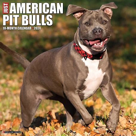 just american pit bull terriers 2014 wall calendar Kindle Editon