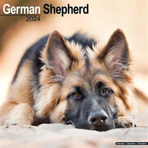 just german shepherds 2014 wall calendar Kindle Editon