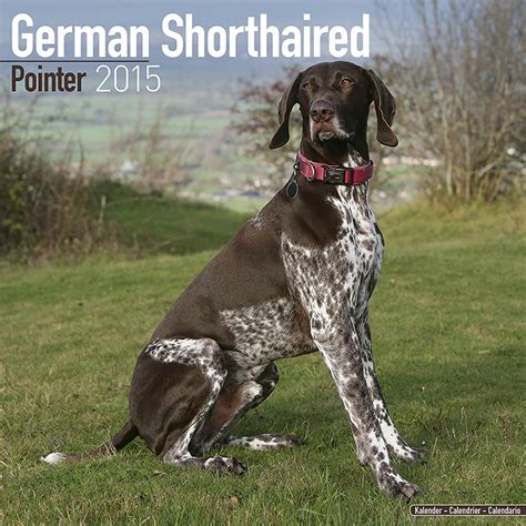 just german shorthaired pointers 2015 wall calendar Doc