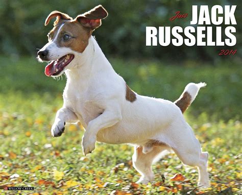 just jack russells 2014 wall calendar Epub