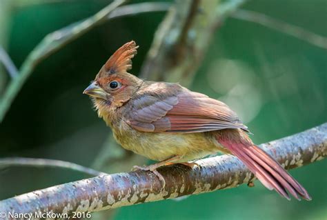 juvenile female cardinal