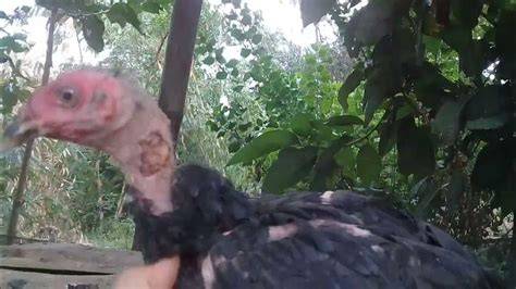 kaki ayam buntel mayit Kindle Editon
