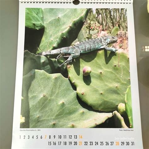 kakteen berraschende beeindruckende kalenderbl ttern monatskalender Reader
