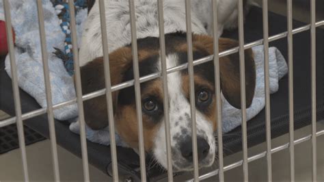 kalamazoo shelter animal