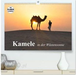 kamele w stensonne wandkalender 2016 quer PDF