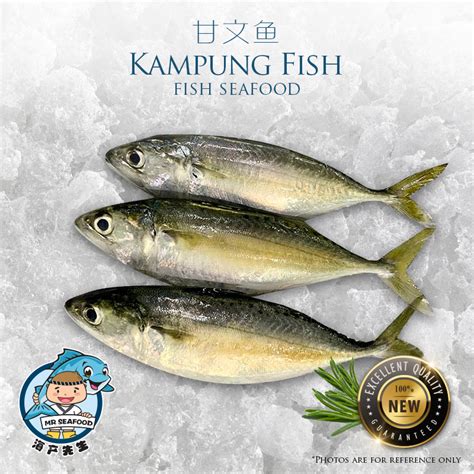 kampung fish