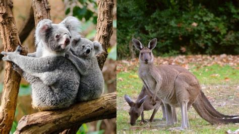 kangaroos and koalas animals in order Kindle Editon