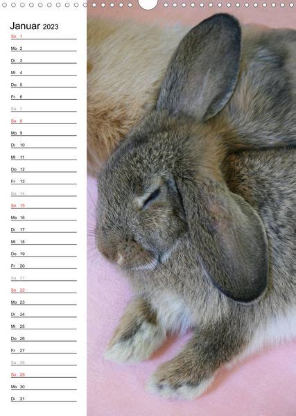 kaninchen fotogen wandkalender 2016 geburtstagskalender PDF