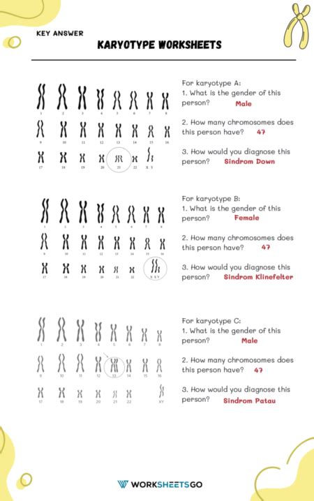karyotypes lab chapter 14 answer key PDF