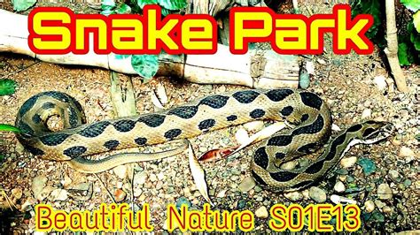 katraj snake park lake