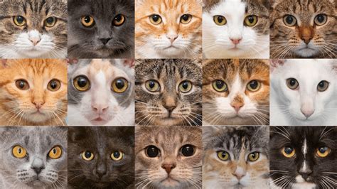 katten encyclopedie alle rassen met foto en beschrijving PDF