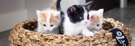 katten huisvesting voeding verzorging kattengids in kleur Doc