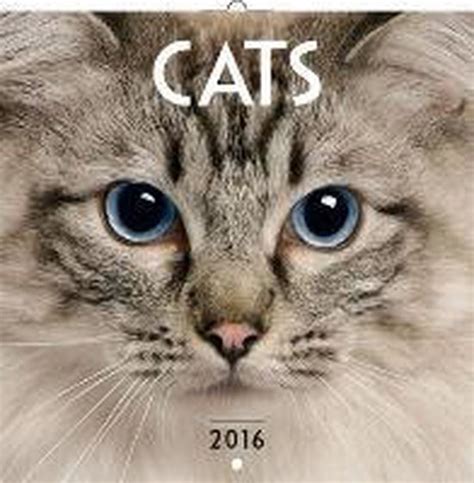 katzen 2016 broschrenkalender fotos 8595054229832 PDF