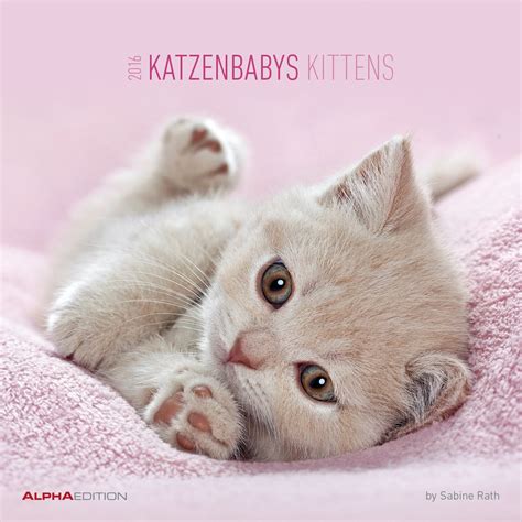 katzenbabys 2016 brosch renkalender tierkalender wandplaner PDF