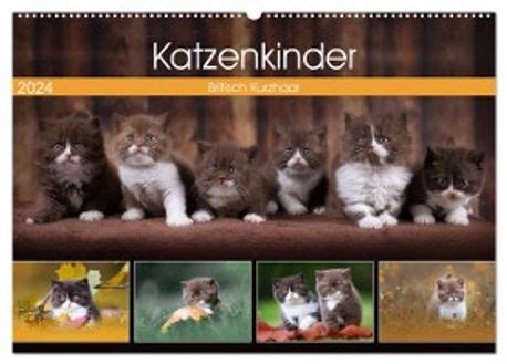 katzenkinder 2016 wandkalender quer tierfotografin Epub