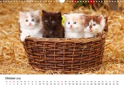 katzenkindern durch jahr tischkalender 2016 Epub