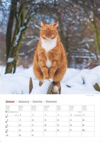 katzensprung wandkalender 2016 quer foto katzen kalender Doc