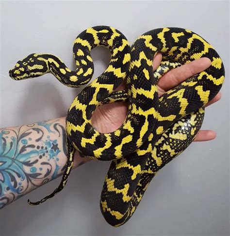 keeping carpet pythons Kindle Editon
