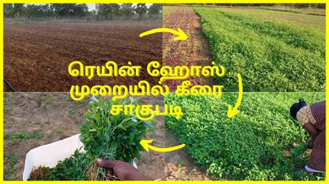 keerai cultivation businesses in tiruvallur Reader