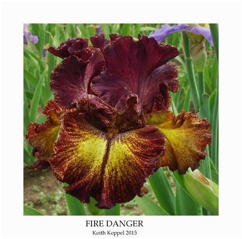 Keith Keppel Iris Catalog