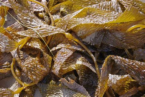 kelp as fertilizer