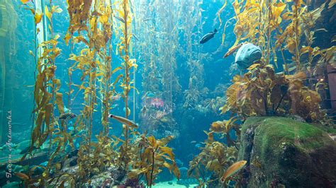 kelp forests monterey bay aquarium natural history series Doc