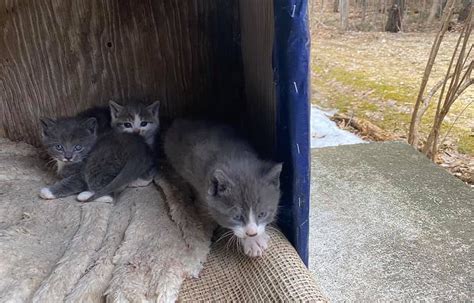 kennebunk animal rescue