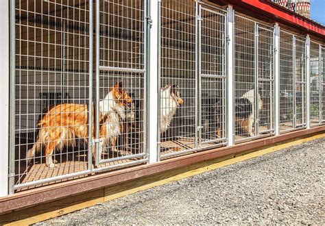 kennel boarding near me