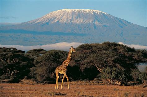 kilimanjaro