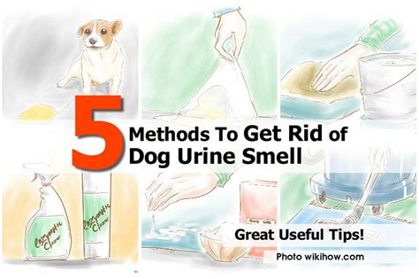 kill dog urine smell