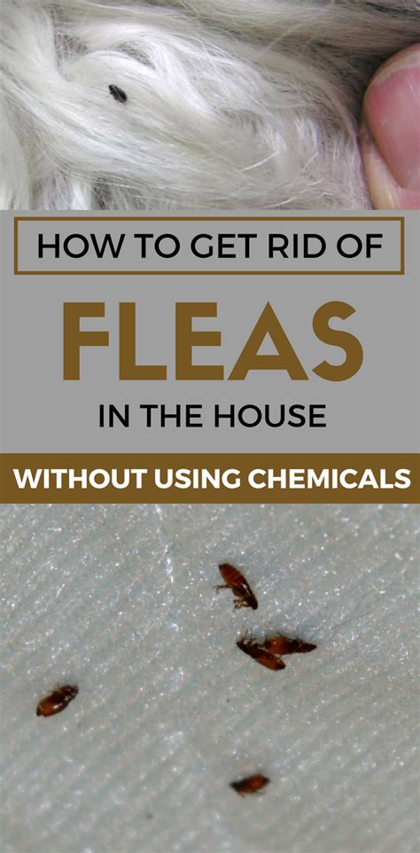 killing fleas in the house