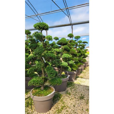 kimnei style tree spain Kindle Editon