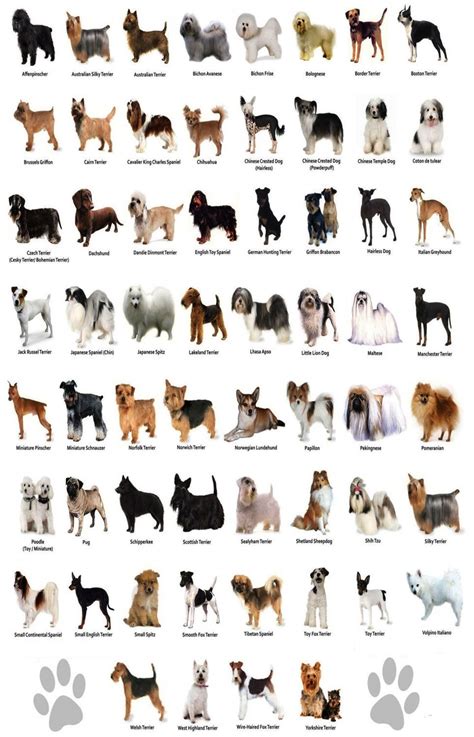 Kinds Of Dogs Chart