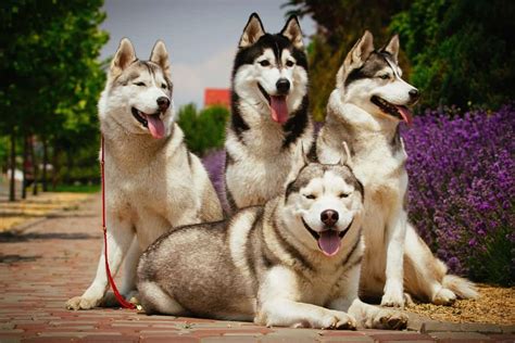 kinds of husky dogs