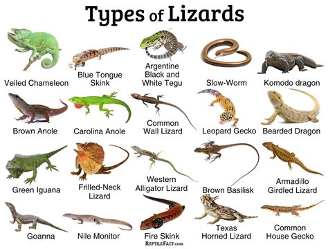 kinds of lizards