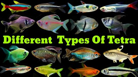 kinds of tetra fish