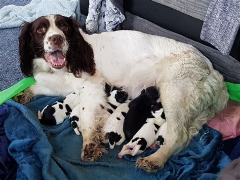 king charles springer spaniel cross