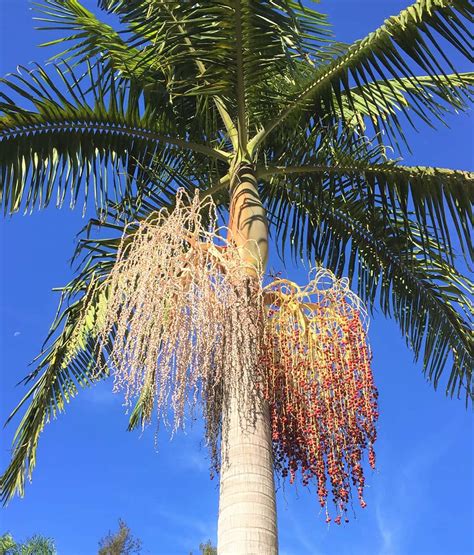 king palm