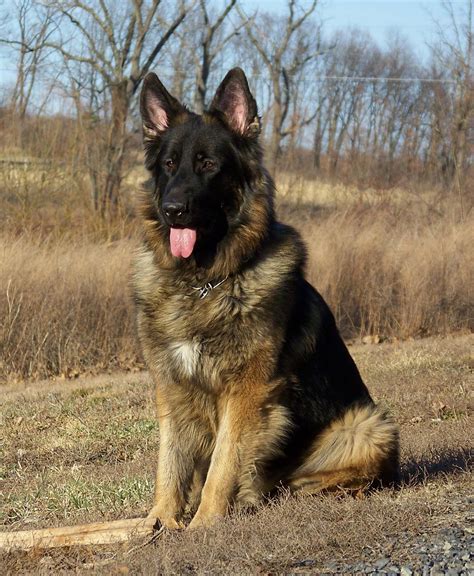 king shepherd german shepherds