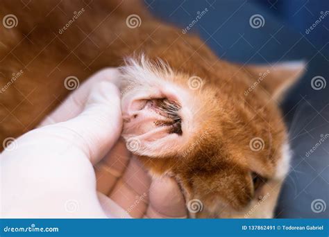 kitten ear mites